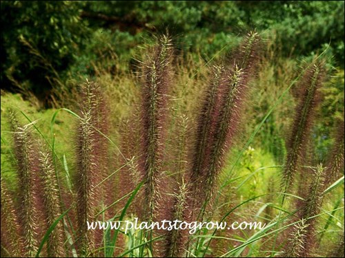 (early September)